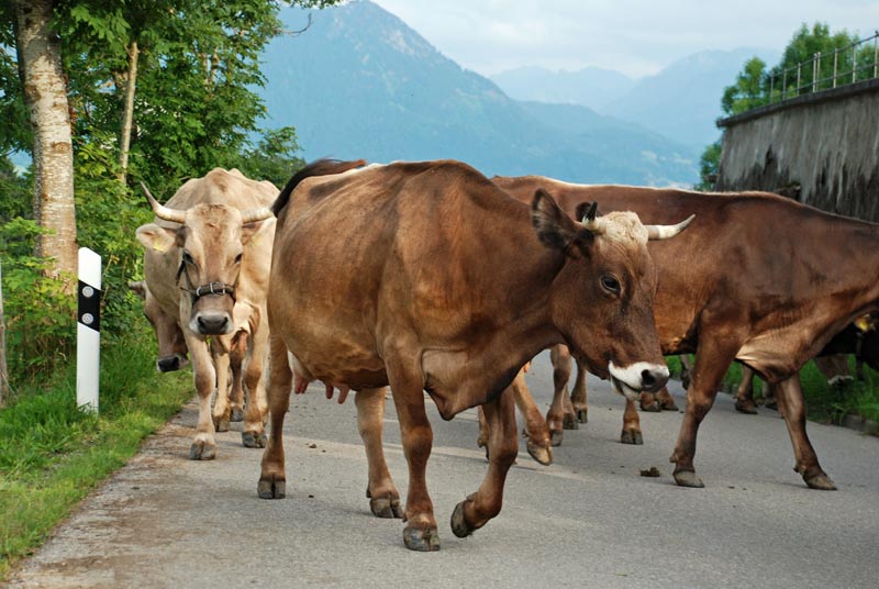Unsere Milckühe auf dem Weg zum Stall